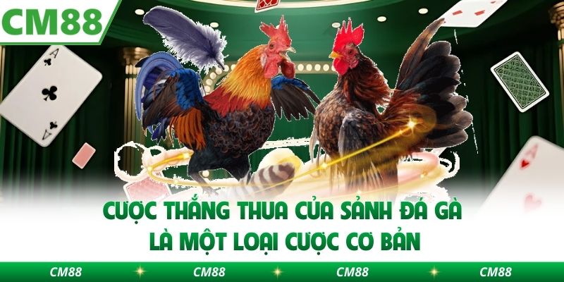 Cược thắng thua của sảnh đá gà là một loại cược cơ bản